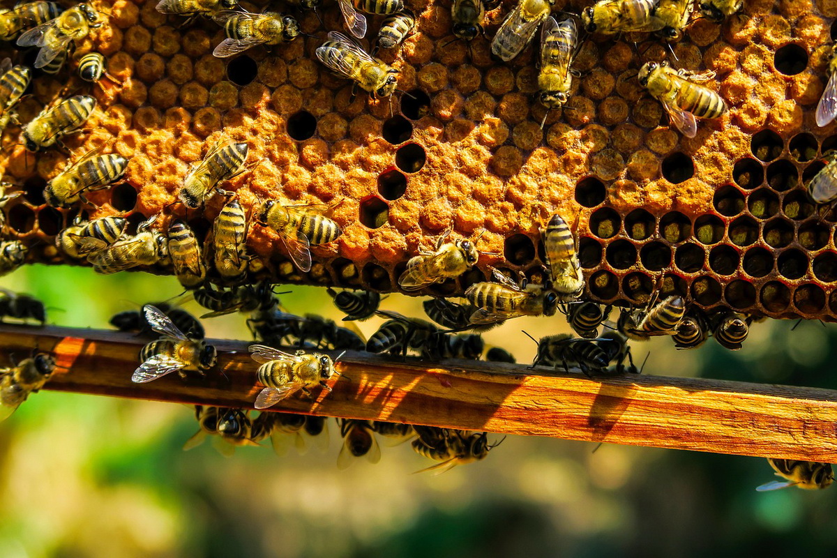Zanimljivosti o pčelama za djecu